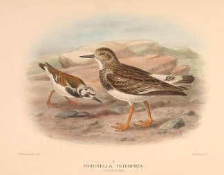 RUDDY TURNSTONE Australian