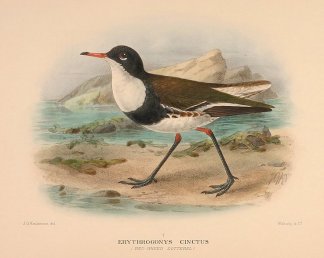 RED KNEED DOTTEREL Australian