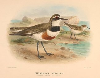 DOUBLE BANDED DOTTEREL Australian
