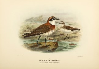 Charadrius ruficapillus. (Red-capped Dot… Australian