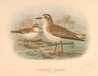 LARGE SAND PLOVER Australian