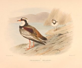 BLACK FRONTED DOTTEREL Australian