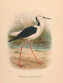 BLACK WINGED STILT Australian - Mathews