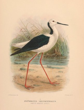 BLACK WINGED STILT Australian