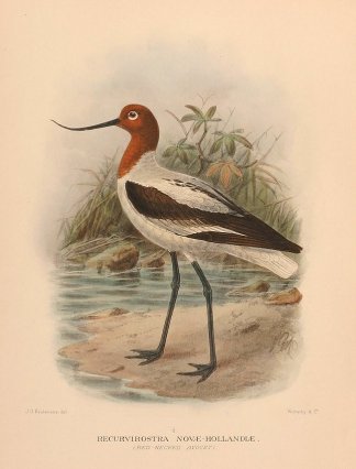 RED NECKED AVOCET - Antique Print Map Room
