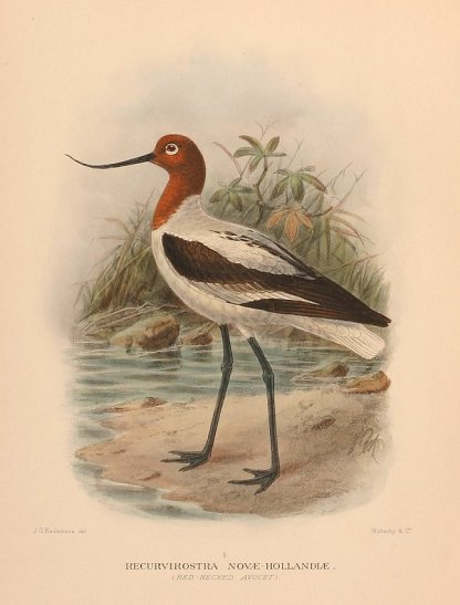 RED NECKED AVOCET - Antique Print Map Room