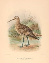 WHIMBREL Australian - Mathews WHIMBREL