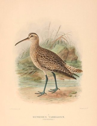 WHIMBREL Australian