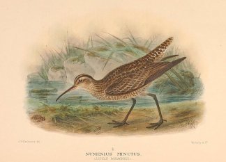 LITTLE CURLEW Australian