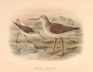 MARSH SANDPIPER Australian