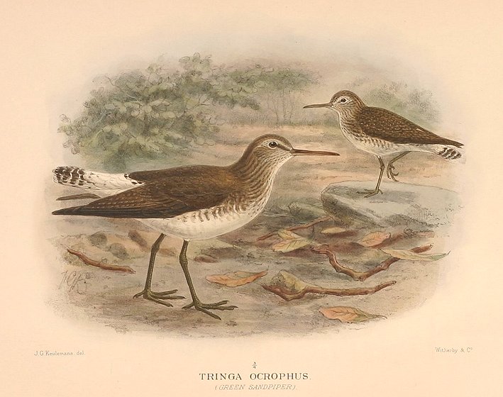 GREEN SANDPIPER - Antique Print from 1914