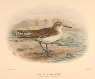 COMMON SANDPIPER Australian