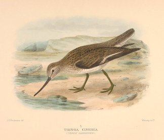 TEREK SANDPIPER Australian