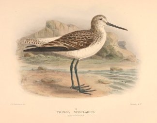 GREENSHANK Australian