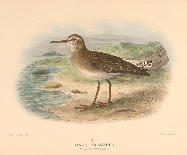 WOOD SANDPIPER - Antique Print from 1914