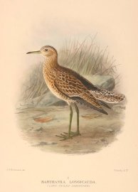 UPLAND SANDPIPER Australian - Mathews