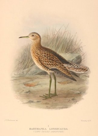 UPLAND SANDPIPER Australian