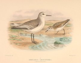 SANDERLING Australian - Mathews