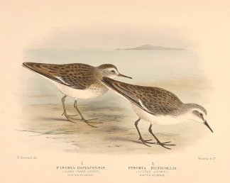 RED NECKED STINT Australian