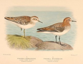 LONG TOED & RED NECKED STINT Australian