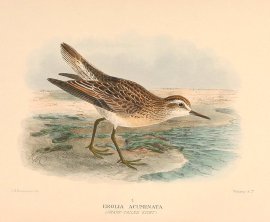 SHARP TAILED SANDPIPER Australian - Mathews