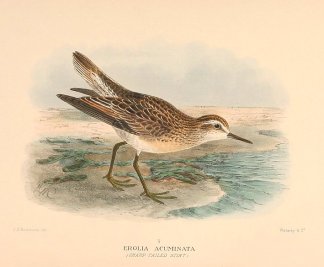 SHARP TAILED SANDPIPER Australian