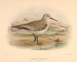 RED KNOT Australian - Mathews