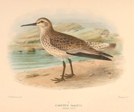 GREAT KNOT Australian - Mathews
