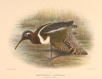AUSTRALIAN PAINTED SNIPE Australian