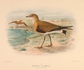 AUSTRALIAN PRATINCOLE Australian - Mathews