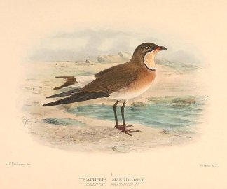 ORIENTAL PRATINCOLE Australian