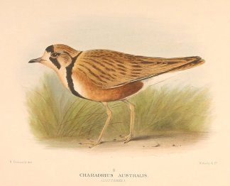 INLAND DOTTEREL Australian