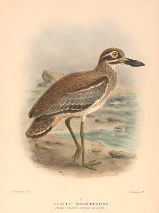 BEACH THICK KNEE Australian