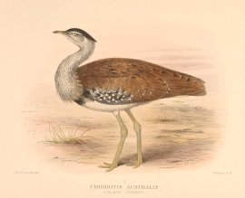 AUSTRALIAN BUSTARD