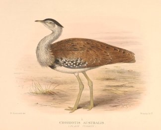 AUSTRALIAN BUSTARD Australian
