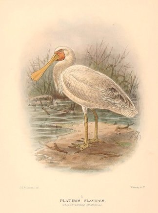 YELLOW BILLED SPO0NBILL Australian