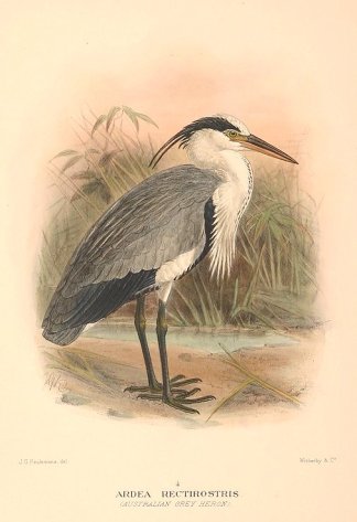 GREY HERON Australian