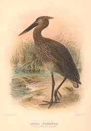 GREAT BILLED HERON Australian - Mathews