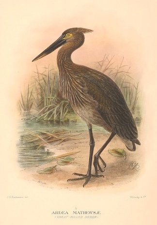 GREAT BILLED HERON Australian