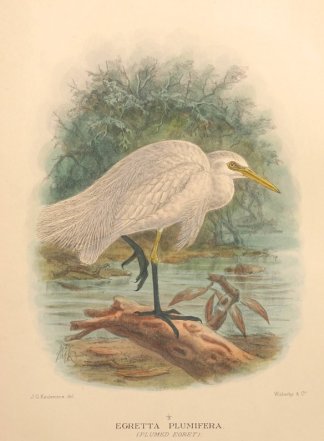 PLUMED EGRET Australian