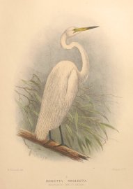 Northern White Heron Australian - Mathews