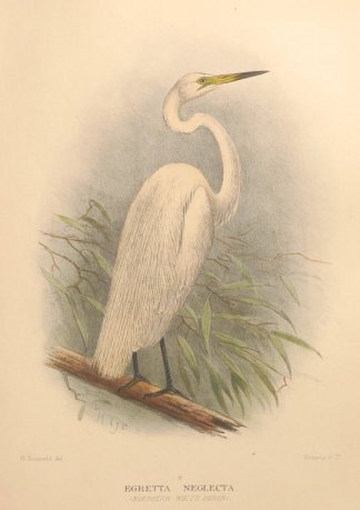 Northern White Heron Australian