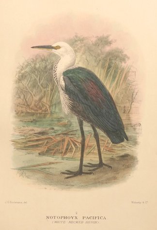 PACIFIC HERON Australian