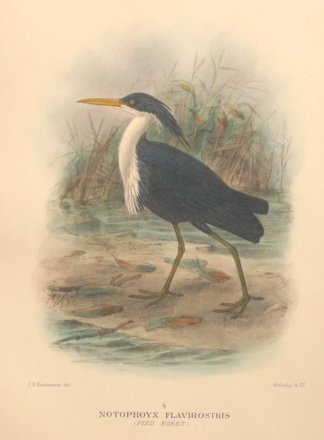 PIED HERON Australian