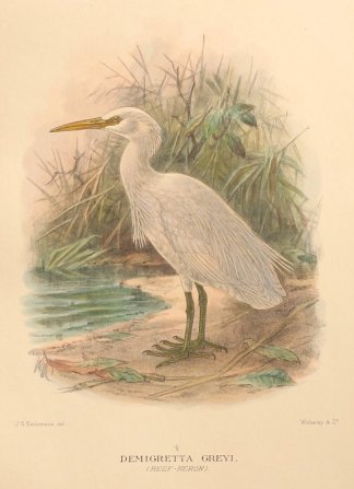 REEF HERON Australian