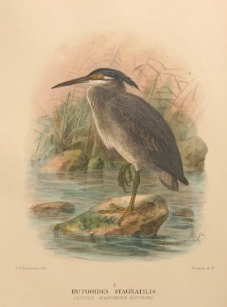 STRIATED HERON Australian