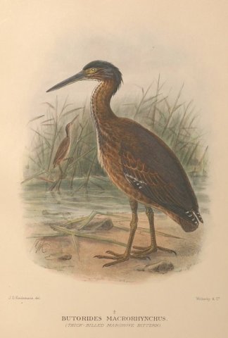 MANGROVE BITTERN Australian