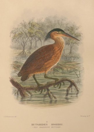 RED MANGROVE BITTERN Australian