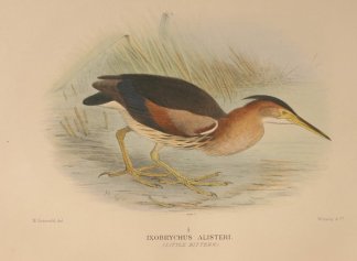LITTLE BITTERN Australian
