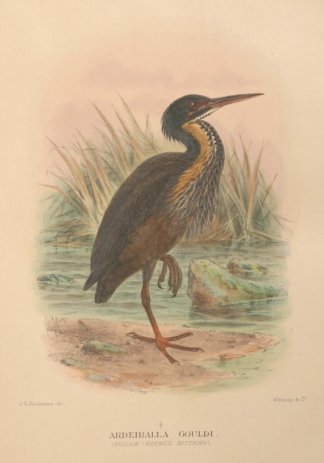 YELLOW NECKED BITTERN Australian